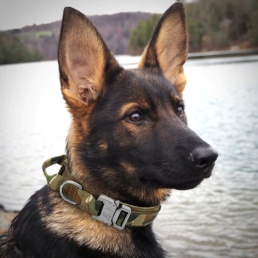Tactical Military K9 Style Heavy Duty Buckle Collar for Medium Large Dogs